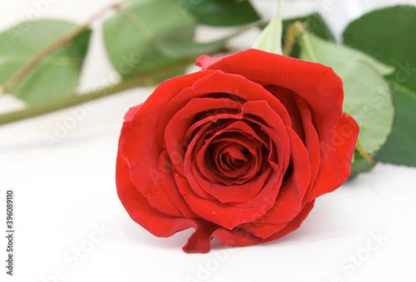 Fototapeta red rose isolated on white