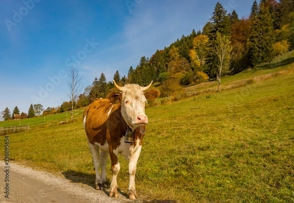 Fototapeta Autumn Landscape with grazing cows and calves