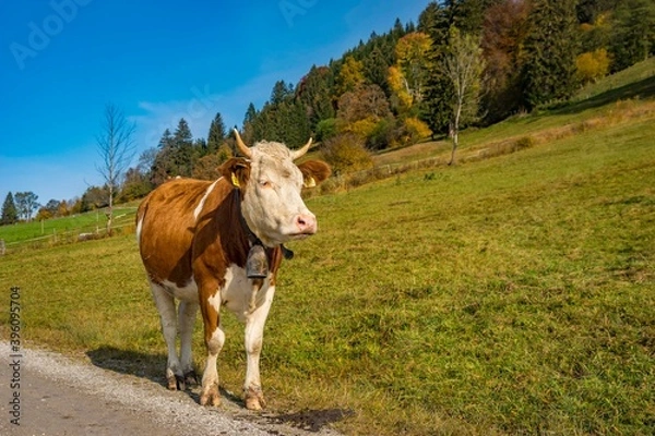 Fototapeta Autumn Landscape with grazing cows and calves