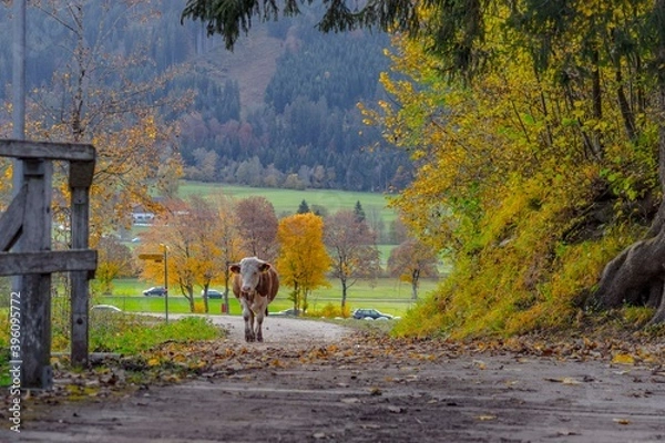 Fototapeta Autumn Landscape with grazing cows and calves