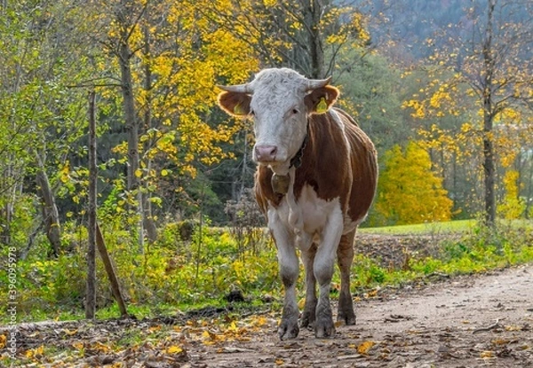 Fototapeta Autumn Landscape with grazing cows and calves