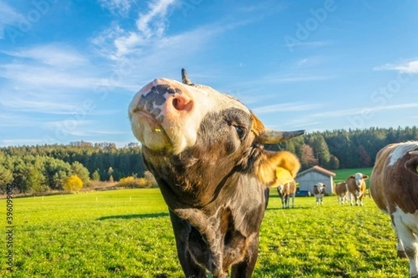 Obraz Calves and cows on the rural field