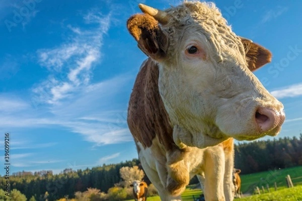 Fototapeta Calves and cows on the rural field
