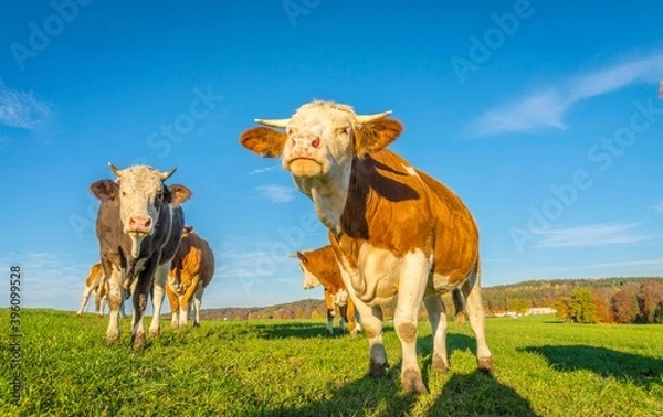 Fototapeta Calves and cows on the rural field