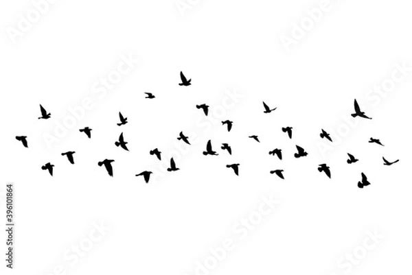 Fototapeta Flying birds silhouettes on isolated background. Vector illustration. isolated bird flying. tattoo and wallpaper background design. sky and cloud with fly bird. color shade palette.