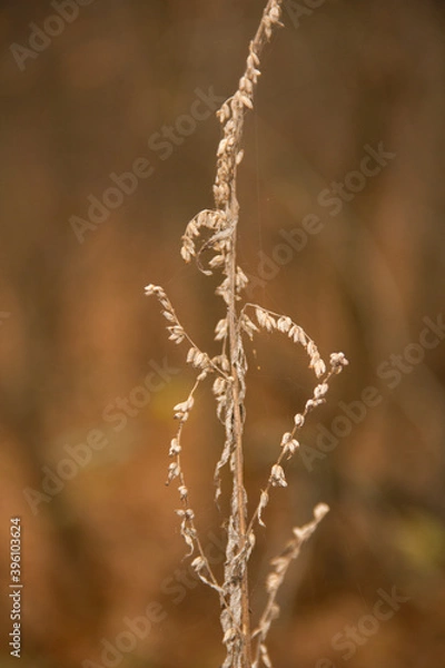 Fototapeta krzaczek bzu 