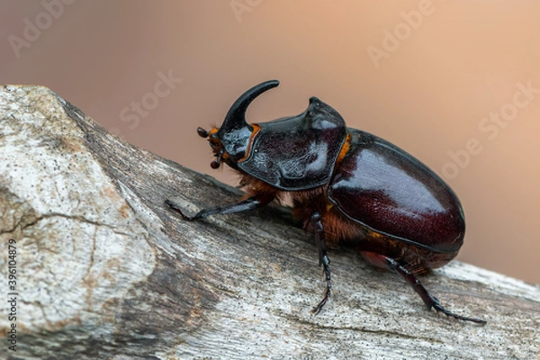 Obraz insect - European rhinoceros beetle - Oryctes nasicornis