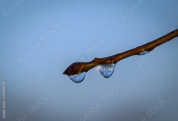 Fototapeta Der Eistropfen