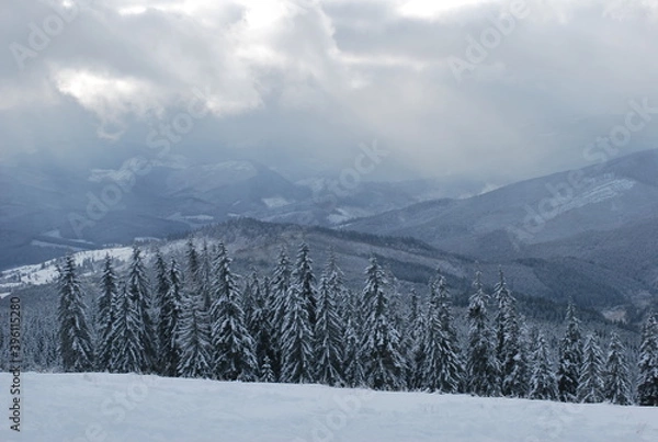 Obraz winter mountain forest