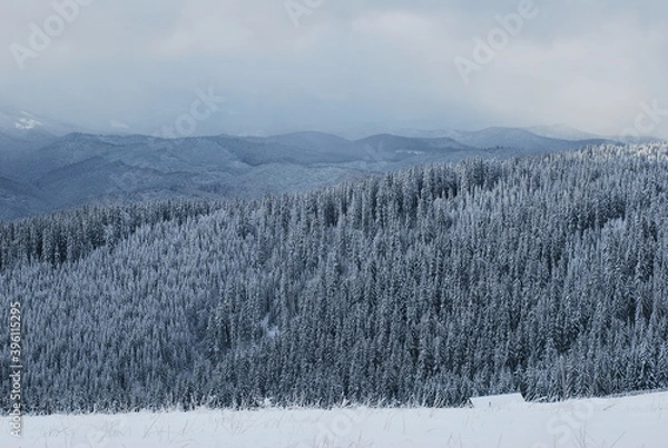 Obraz snow mountain forest