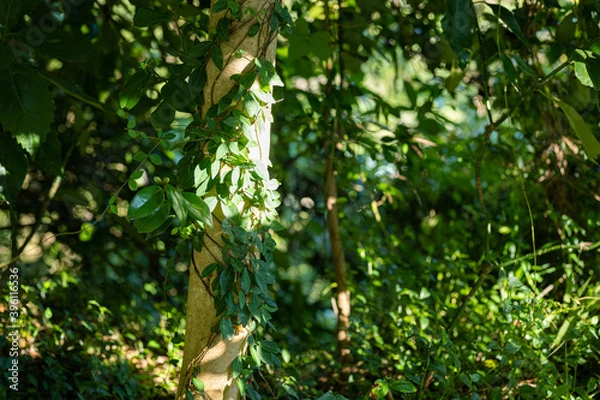 Fototapeta 光の当たる木と植物