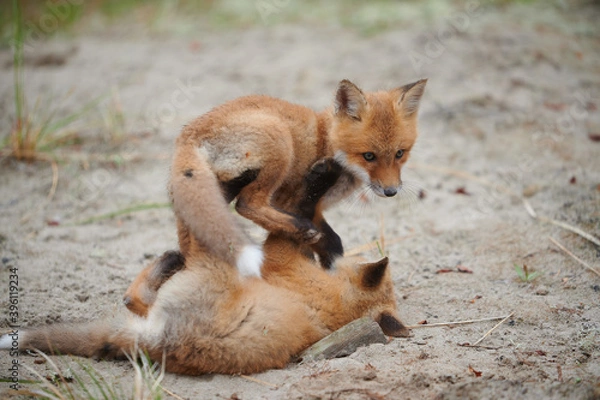 Fototapeta Wild baby red foxes playing together at the beach, June 2020, Nova Scotia, Canada