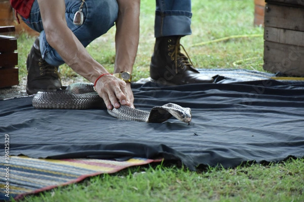 Fototapeta Close-up hand of people touching king cobra. Snake catching show.