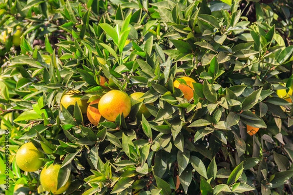 Obraz Orange fruits hanging on tree branches in the garden
