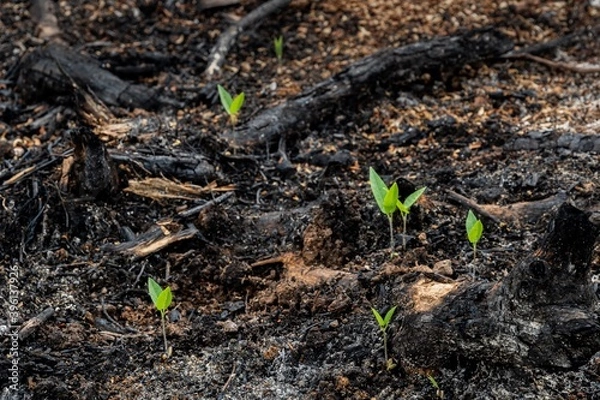 Fototapeta subsistence farmers burn small plots of forest for space to grow crops