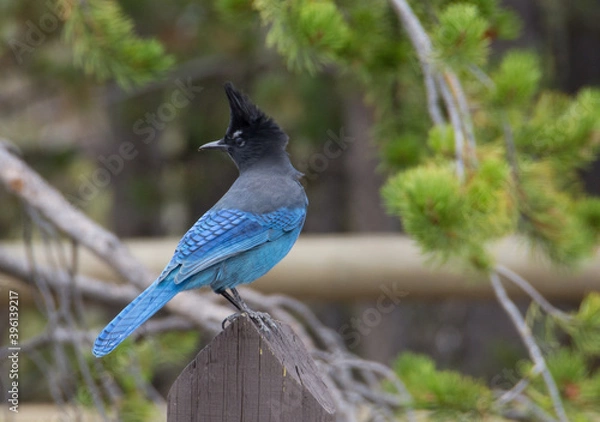 Fototapeta Geai bleu