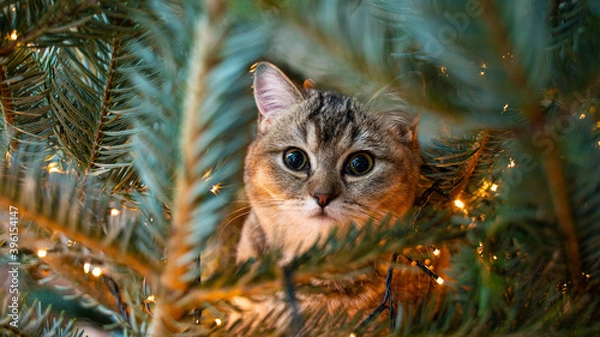 Fototapeta young cat with big beautiful eyes sits on a Christmas tree