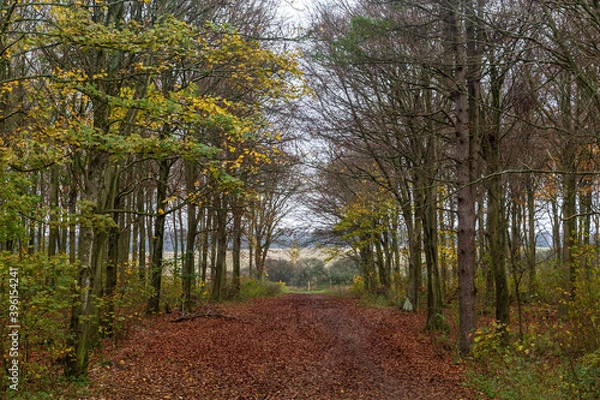 Obraz Looking along a tree lined path, in Friston Forest, Sussex