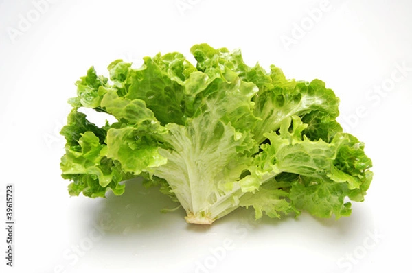 Obraz Lettuce