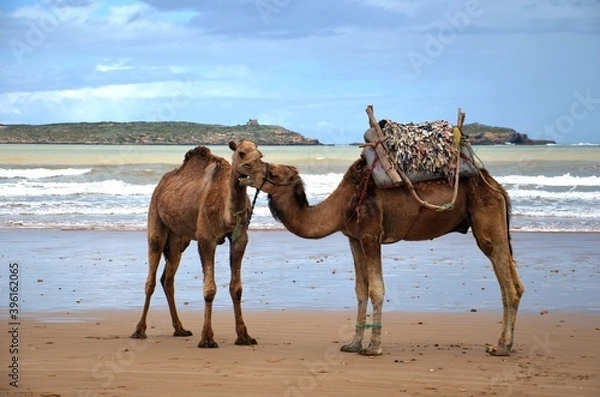 Obraz Kamele am Strand