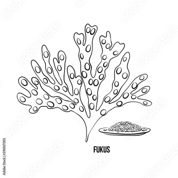 Fototapeta Algae - fucus. Green and red edible algae. Black line ink sketch on a white background. Vector hand drawn illustration