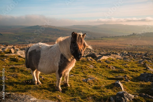 Obraz Dartmoor Pony