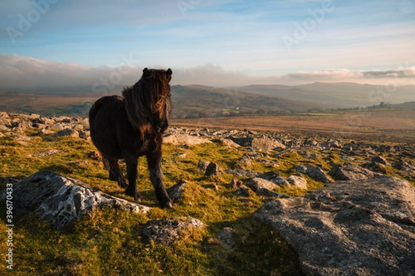 Obraz Dartmoor Pony