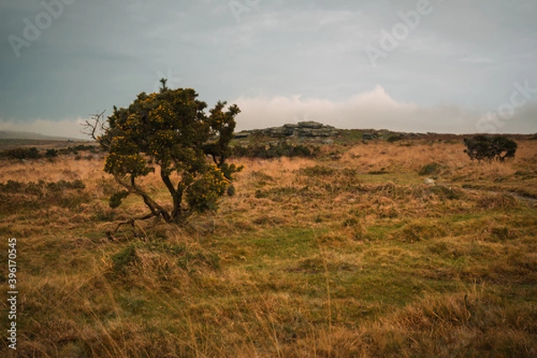 Obraz Feather Tor Dartmoor