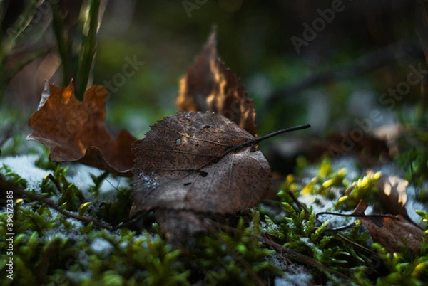 Fototapeta Zimowy las