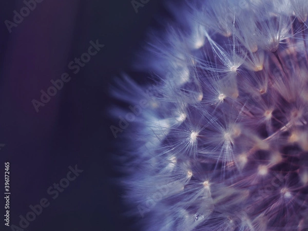 Fototapeta Dmuchawiec