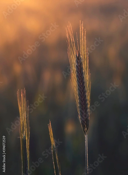 Fototapeta Wheat