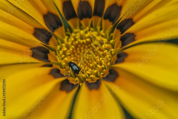 Fototapeta Small frend