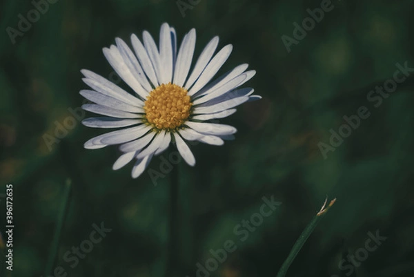 Fototapeta Stokrotka