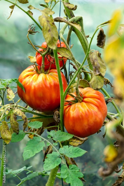 Obraz Ripening harvest of red tomatoes in the greenhouse.