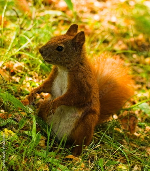 Fototapeta Squirrel in the park. Red squirrel. Eurasian red squirrel (Sciurus vulgaris)	