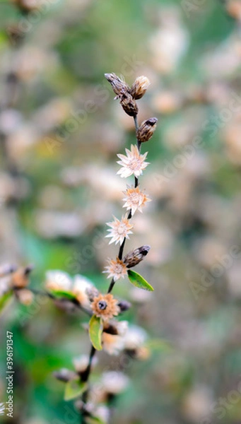 Fototapeta Floral summer spring background. Light air delicate artistic image.