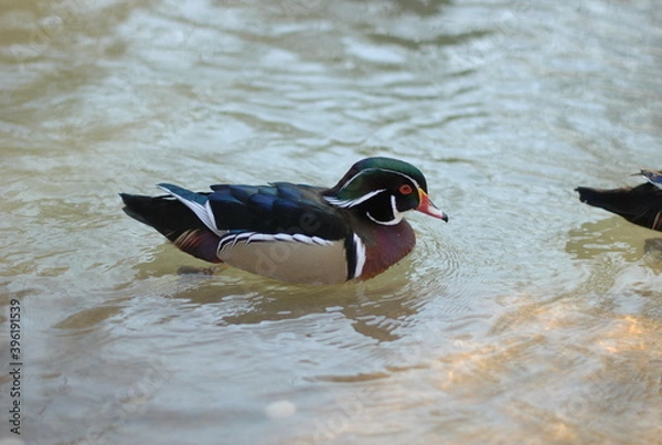 Obraz mandarine duck