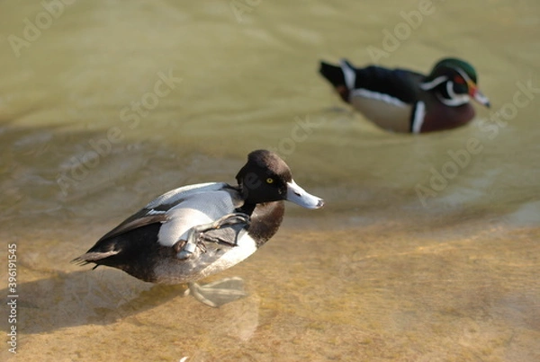 Obraz exotic duck