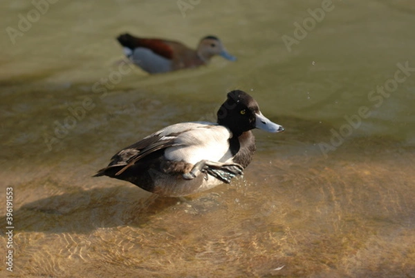 Obraz exotic duck