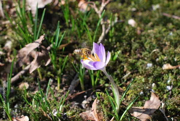 Obraz flower and bee