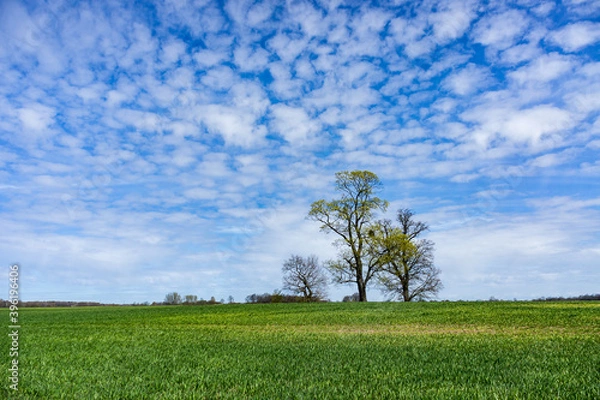 Obraz Spring landscape. Three trees in a field. Beautiful field and trees.