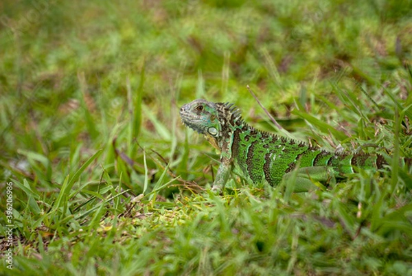 Obraz Iguana in the grass in South Florida