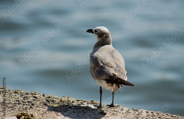 Obraz Thinking something bigger