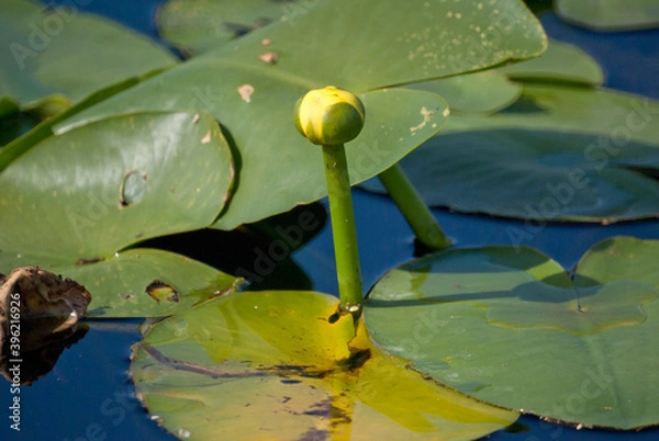 Obraz Water Lilies on a Florida Lake