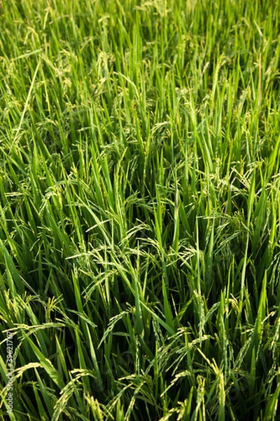 Fototapeta Rice and rice fields.