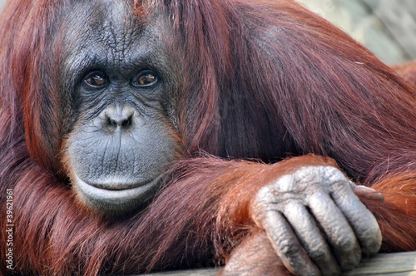 Obraz Zbliżenie Odpoczynkowy Orangatang