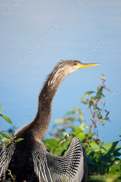 Fototapeta An Anhinga Perched High in a Tree