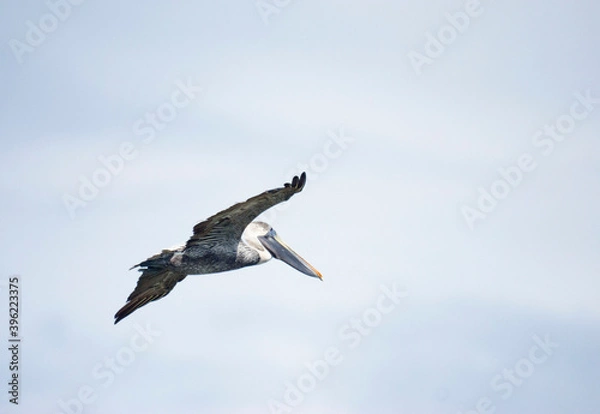 Obraz Brown Pelican Flying on a Cloudy Day