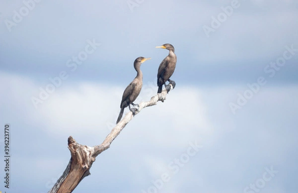 Fototapeta Two Double Crested Cormorants Resting on a Tree Branch