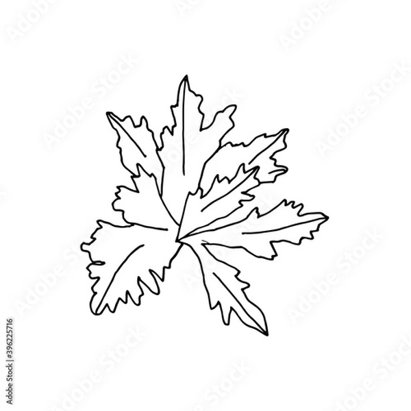 Obraz A sprig of cilantro, hand-drawn black and white.